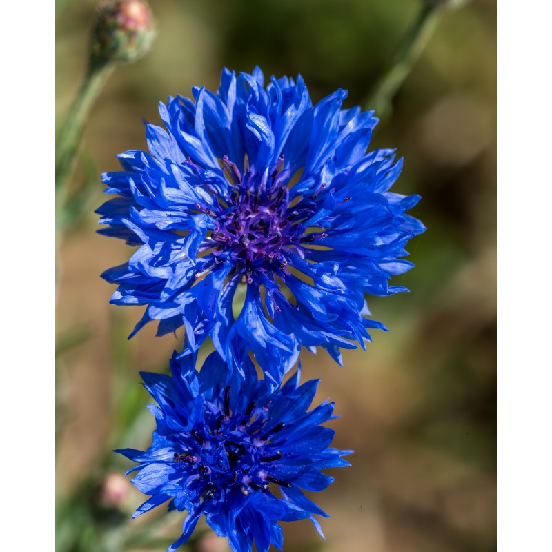 fleurs de bleuet bio