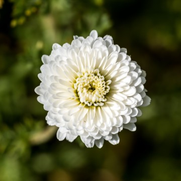fleur de camomille romaine bio